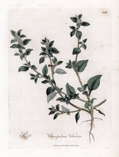 Vuvaire - Pis kokulu kaz ayağı, Chenopodium vulvaria. William Woodville'den James Sowerby ve Sir William Jackson Hooker'ın "" Medical Botany"," John Bohn, Londra'dan yaptığı bir botanik illüstrasyondan elle boyanmış bakır le by James Sowerby