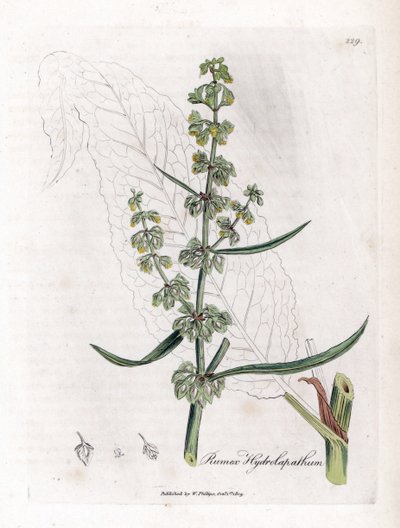 Su Sabrı veya Su Sabrı - Büyük su iskelesi, Rumex hydrolapathum. William Woodville'den James Sowerby ve Sir William Jackson Hooker'ın “” Medical Botany,” John Bohn, Londra'dan yaptığı bir botanik illüstrasyondan elle boyanmış bakır levha gravür by James Sowerby