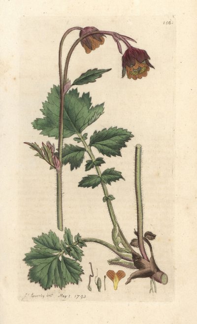 Su cennetleri, Geum rakibi James Sowerby'nin James Smith's English Botany, Londra'dan yaptığı bir illüstrasyondan sonra elle boyanmış bakır levha gravürü by James Sowerby