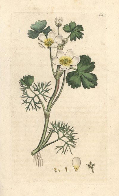 Su karga ayağı, Ranunculus aquatilis (Aquatic Buttercup) James Sowerby'nin James Smith's English Botany, Londra'dan yaptığı bir illüstrasyondan sonra elle boyanmış bakır levha gravürü by James Sowerby