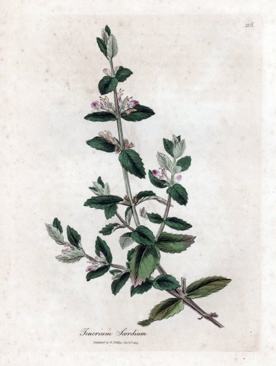 Su almancası - Su almancası, Teucrium scordium. William Woodville'den James Sowerby ve Sir William Jackson Hooker'ın “” Medical Botany,” John Bohn, Londra'dan yaptığı bir botanik illüstrasyondan elle boyanmış bakır levha gravürü by James Sowerby