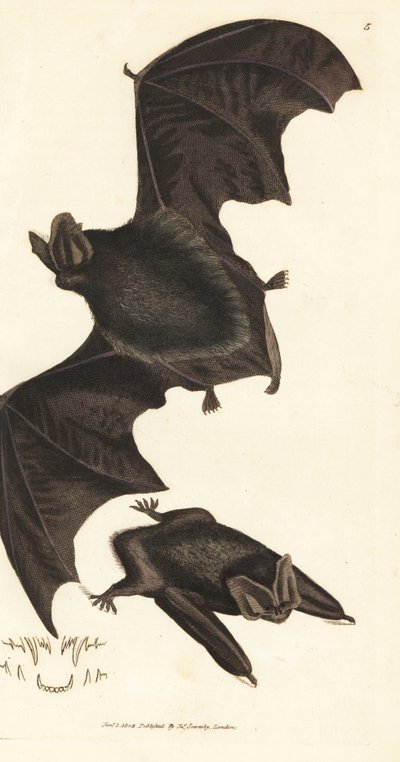 Batı barbastelle yarasası, Barbastella barbastellus barbastellus (Vespertilio barbastellus). The British Miscellany'den James Sowerby tarafından elle boyanmış bakır levha gravürü veya yeni, nadir veya az bilinen hayvan konularının renkli figürleri. by James Sowerby