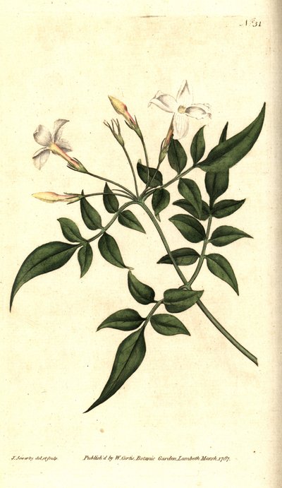 Beyaz Yasemin (veya Jasmine officinale) - Ortak Yasemin veya Jessamine, Jasminum officinale. William Curtis'in The Botanical Magazine'den James Sowerby'nin el boyaması bakır levha gravürü ve botanik çizimi, Lambeth Marsh, Londra by James Sowerby