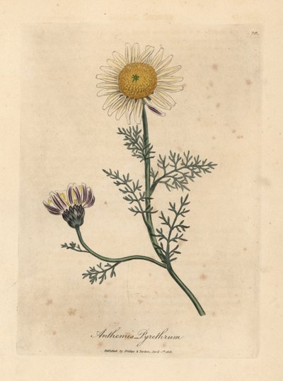 Beyaz ve sarı İspanyol papatyası, Anthemis pyretrum by James Sowerby
