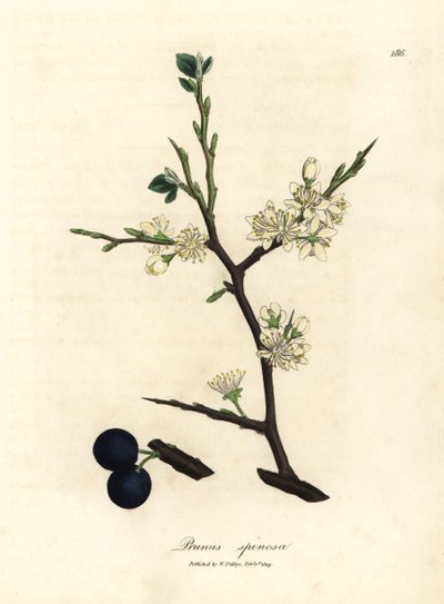 Yaban eriği ağacının beyaz çiçeği ve mavi meyveleri, Prunus spinosa by James Sowerby