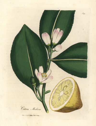 Limon ağacının beyaz çiçeği ve olgun meyve bölümü, Citrus medica by James Sowerby