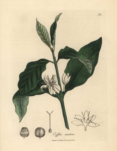 Beyaz çiçek, yapraklar ve kahve bitkisinin çekirdeği, Coffea arabica by James Sowerby