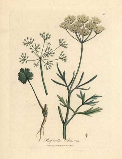 Beyaz çiçekli anason, Pimpinella anisum by James Sowerby