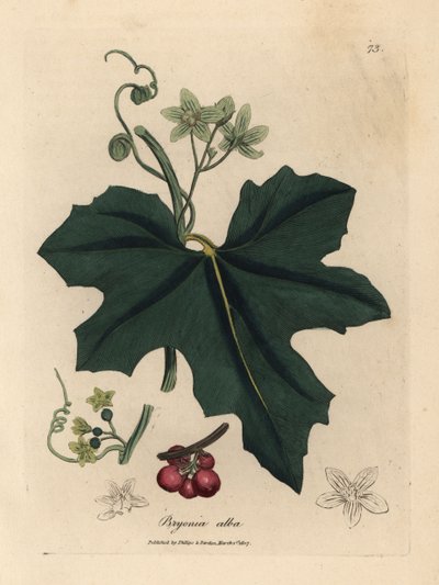 Beyaz çiçekli bryony, Bryonia alba by James Sowerby
