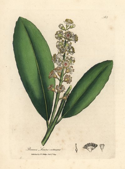 Beyaz çiçekli kiraz defne ağacı, Prunus laurocerasus by James Sowerby
