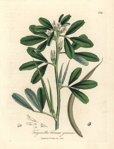 Tohum kabuklu beyaz çiçekli çemen otu, Trigonella foenum graecum by James Sowerby