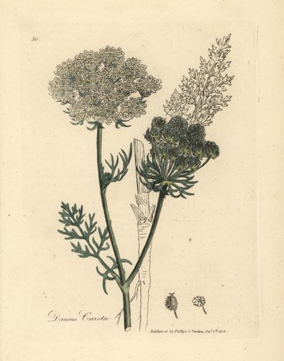 Beyaz çiçekli yabani havuç bitkisi, Daucus carota by James Sowerby