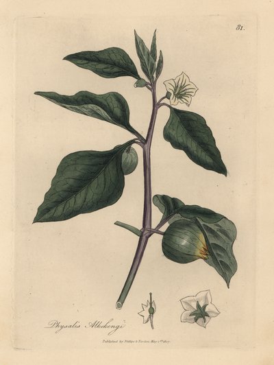 Beyaz çiçekli kış kirazı, Physalis alkekengi by James Sowerby
