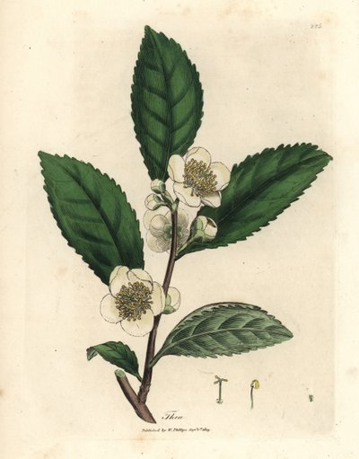 Beyaz çiçekler ve yeşil çay yaprakları, Thea bohea, Camellia sinensis by James Sowerby