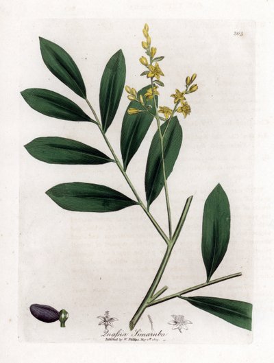 Beyaz maun veya marupa - Simaruba, Simarouba amara. William Woodville'den James Sowerby ve Sir William Jackson Hooker'ın “” Medical Botany,” John Bohn, Londra'dan yaptığı bir botanik illüstrasyondan elle boyanmış bakır levha gravürü by James Sowerby