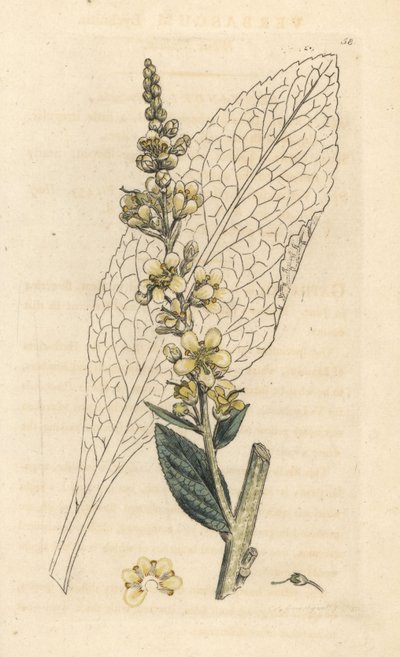 Beyaz sığırkuyruğu, Verbasum lychnitis (molene) James Smith's English Botany, Londra'dan James Sowerby tarafından yapılan bir illüstrasyondan sonra elle boyanmış bakır levha gravürü by James Sowerby