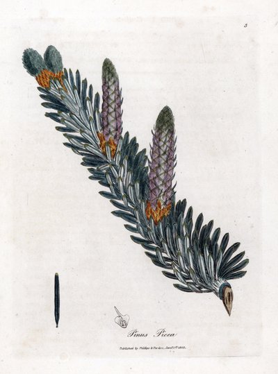 Beyaz veya ortak köknar ağacı - Gümüş köknar ağacı, Abies alba. William Woodville'den James Sowerby ve Sir William Jackson Hooker'ın “” Medical Botany,” John Bohn, Londra'dan yaptığı bir botanik illüstrasyondan elle boyanmış bakır levha gravürü by James Sowerby