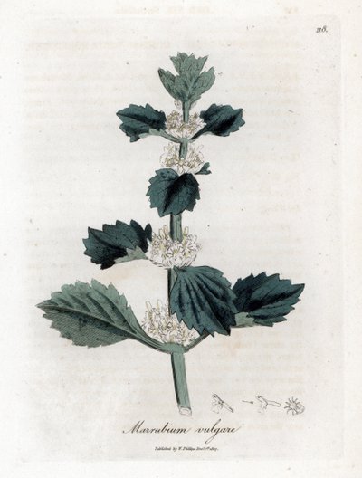 Beyaz veya marrube - Beyaz tazı, Marubium vulgare. William Woodville'den James Sowerby ve Sir William Jackson Hooker'ın "" Medical Botany"," John Bohn, Londra'dan yaptığı bir botanik illüstrasyondan elle boyanmış bakır levha by James Sowerby
