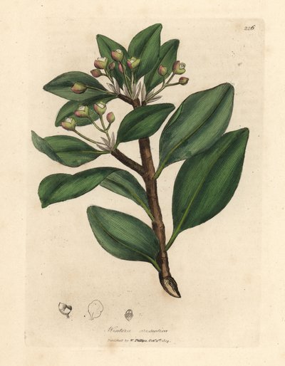 Kış kabuğu ağacı, Wintera aromatica, Drimys winteri by James Sowerby