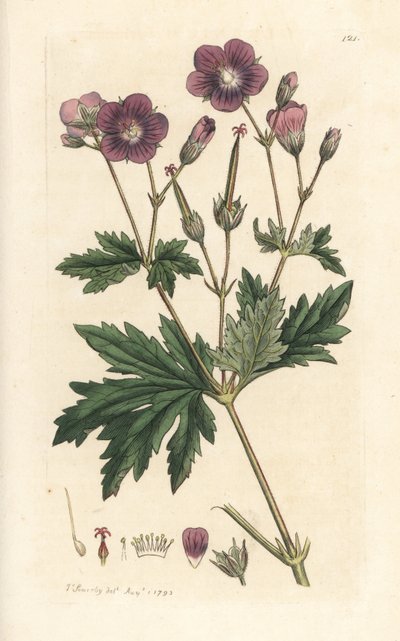 Ahşap turna gagası veya orman sardunyası, Sardunya sylvatium (ahşap sardunya) James Sowerby'nin James Smith's English Botany, Londra'dan yaptığı bir illüstrasyondan sonra elle boyanmış bakır levha gravürü by James Sowerby