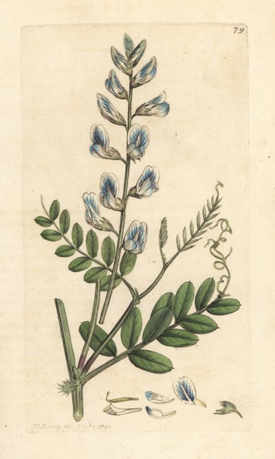 Ağaç fiğ, Vicia sylvatica (vesce des bois) James Sowerby'nin James Smith's English Botany, Londra'dan yaptığı bir illüstrasyondan sonra elle boyanmış bakır levha gravürü by James Sowerby