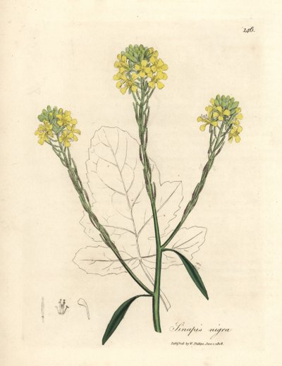 Sarı çiçekli siyah hardal, Sinapis nigra by James Sowerby