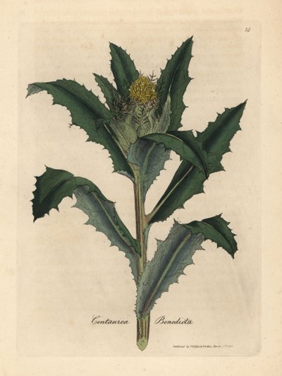 Sarı çiçekli kutsanmış veya kutsal devedikeni, Centaurea benedicta by James Sowerby