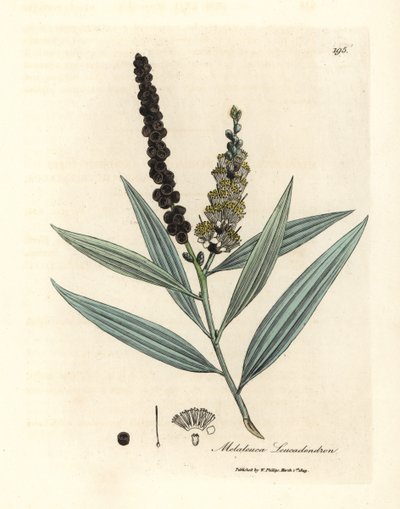Sarı çiçekli cajeput ağacı, Melaleuca leucadendron by James Sowerby