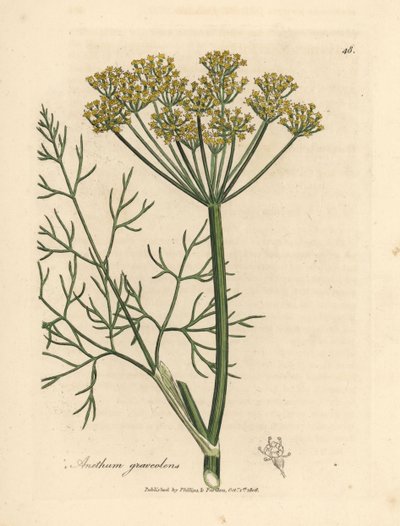 Sarı çiçekli dereotu, Anethum graveolens by James Sowerby