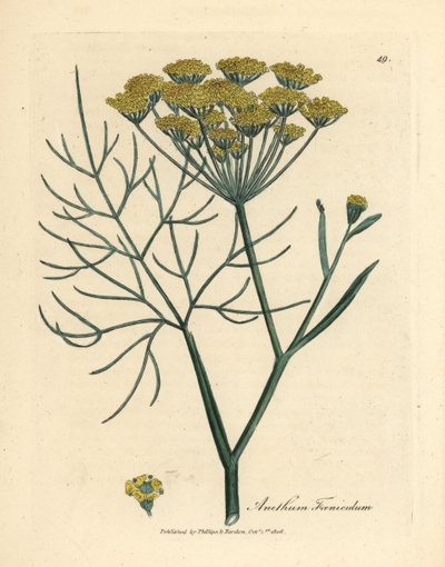 Sarı çiçekli rezene, Anethum foeniculum by James Sowerby