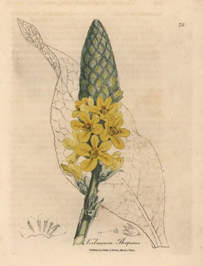 Sarı çiçekli büyük geniş yapraklı sığırkuyruğu, Verbascum thapsus by James Sowerby