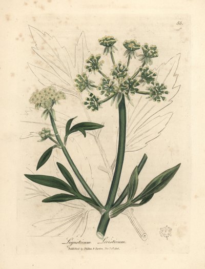 Sarı çiçekli selâmotu, Ligusticum levisticum by James Sowerby