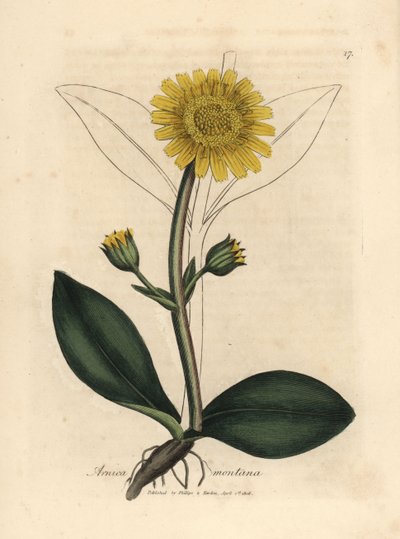 Sarı çiçekli dağ arnica, Arnica montana by James Sowerby