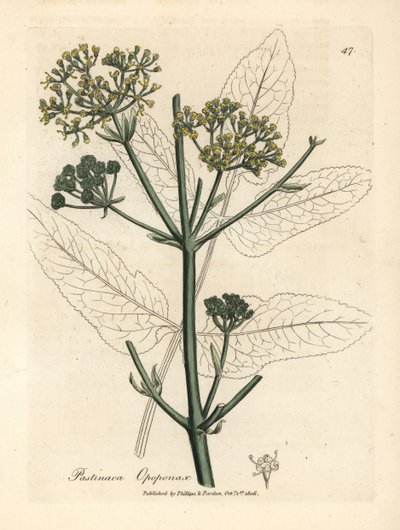 Sarı çiçekli opopanax veya kaba yaban havucu, Pastinaca opopanax by James Sowerby