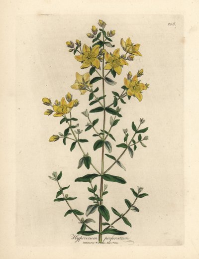 Sarı çiçekli delikli Sarı Kantaron, Hypericum perforatum by James Sowerby
