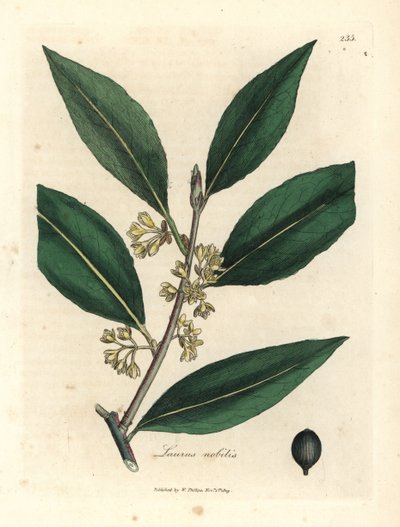Sarı çiçekli tatlı defne yaprağı, Laurus nobilis by James Sowerby