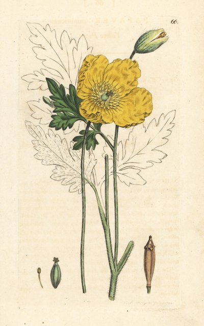 Sarı veya Galli haşhaş, Papaver cambricum (sarı haşhaş). James Smith's English Botany, Londra'dan James Sowerby tarafından yapılan bir illüstrasyondan sonra elle boyanmış bakır levha gravürü by James Sowerby