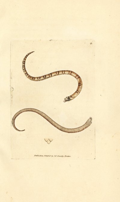 Genç pürüzsüz yılan, Coronella austriaca (Dumfriesshire yılanı, Coluber dumfrisiensis). The British Miscellany'den James Sowerby tarafından elle boyanmış bakır levha gravürü veya yeni, nadir veya az bilinen hayvan konularının renkli figürleri. by James Sowerby
