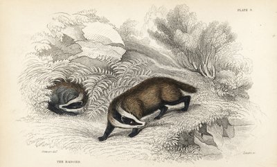 Avrupa porsuğu, Meles meles (Meles taksus). Edinburgh'daki William Jardine's Naturalist's Library'den James Stewart'ın bir illüstrasyonundan sonra Lizars'ın el boyaması çelik gravürü by James Stewart
