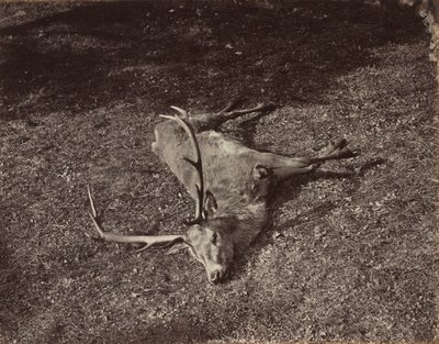 Kraliyet Geyik, c. 1870. by James Valentine