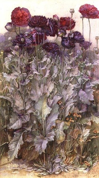 Gelincikler (suluboya) by James Valentine Jelley
