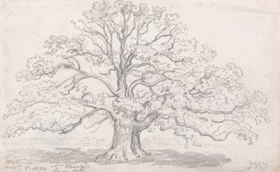 Bay Howard'ın Büyük Meşesi, 5 Ağustos 1820 by James Ward