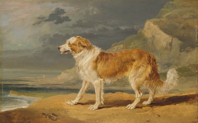 Kaba Kaplamalı Collie by James Ward