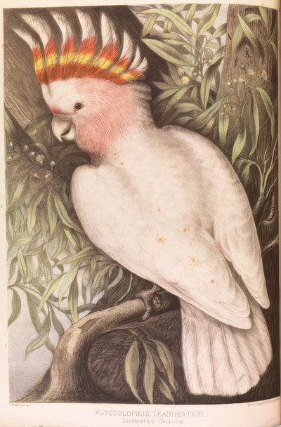 Inka-Kakadu, Plyctolophus leadbeateri by James Whitley Sayer