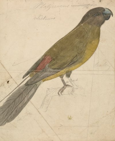 Bir papağan by James de Carle Sowerby