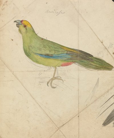 Bir papağan by James de Carle Sowerby