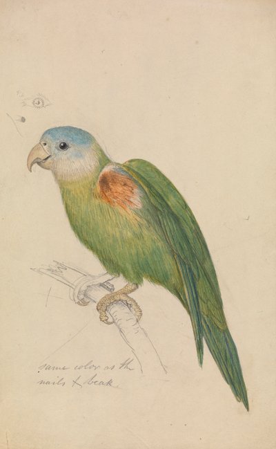 Bir papağan by James de Carle Sowerby