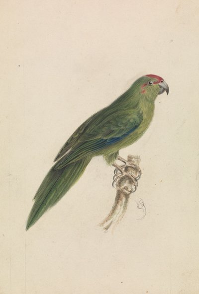 Bir papağan by James de Carle Sowerby