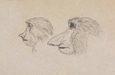 İki Hortumlu Maymunun Başları by James de Carle Sowerby