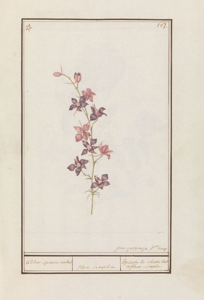 Larkspur (Consolida) şövalye mahmuz ayak bileği. / çiçek basit. / Esperon de chevalier afluer basit. (nesne üzerindeki başlık) by Jan Anton Garemyn